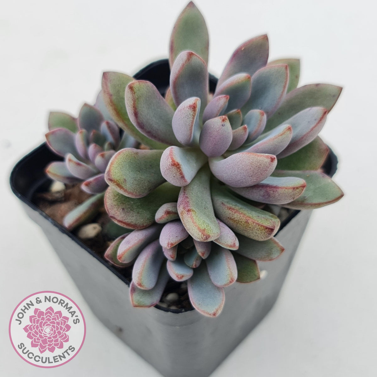 Graptoveria 'Purple Dream'
