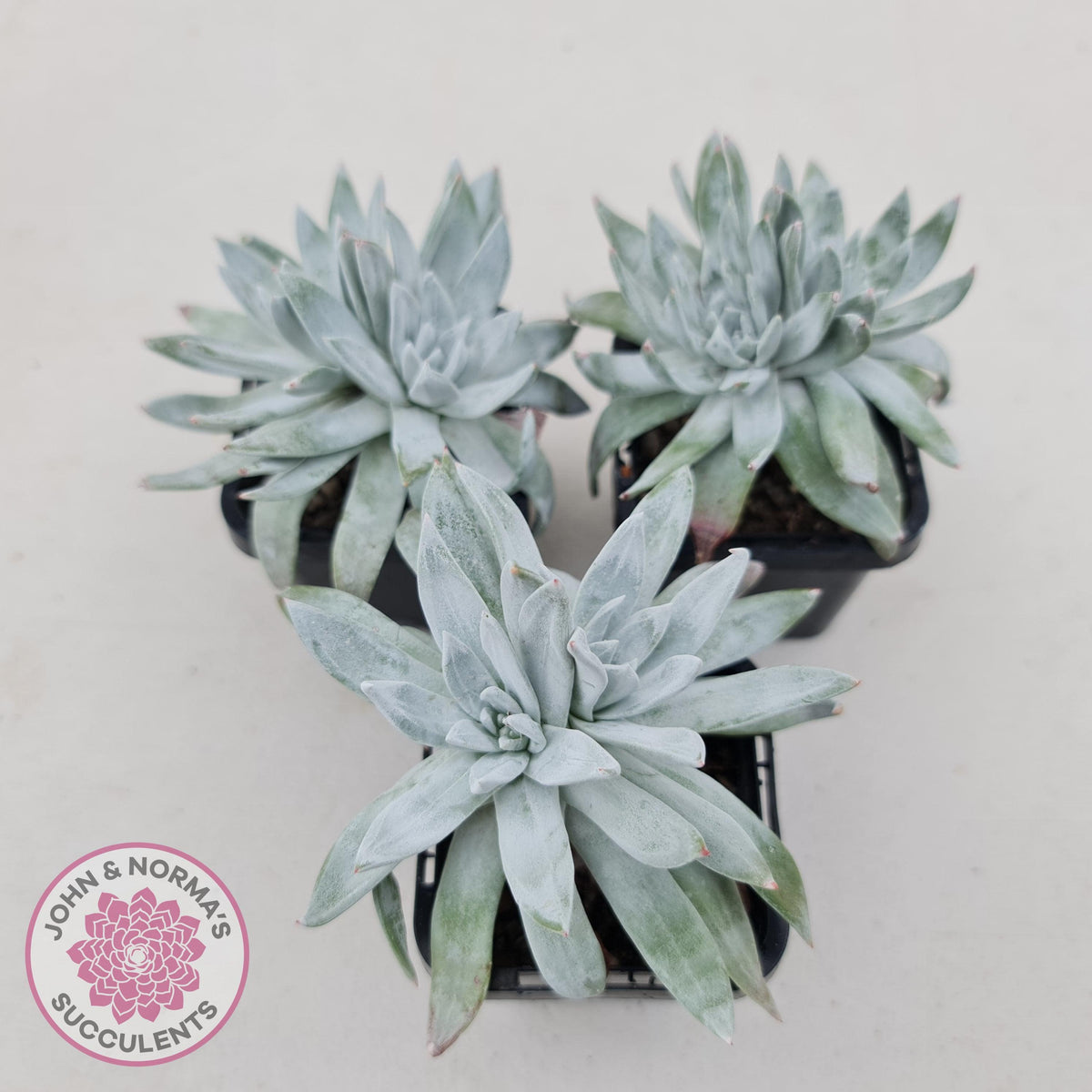 Dudleya gnoma 'White Sprite'