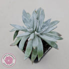 Dudleya gnoma 'White Sprite'
