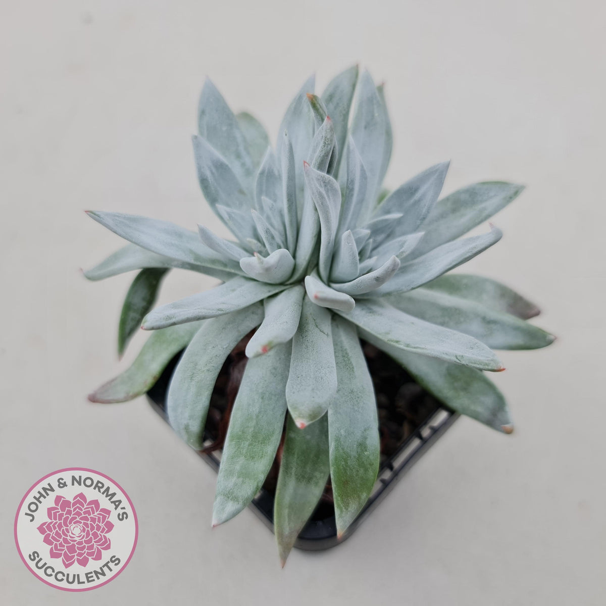 Dudleya gnoma 'White Sprite'