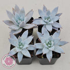 Echeveria 'Mexican Giant'