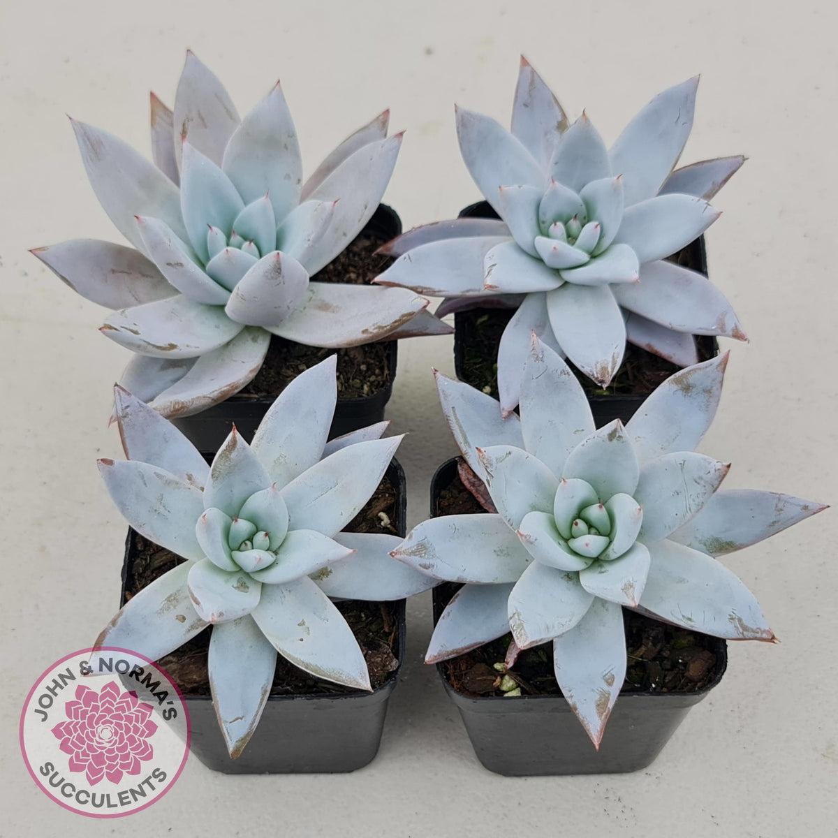 Echeveria 'Mexican Giant'