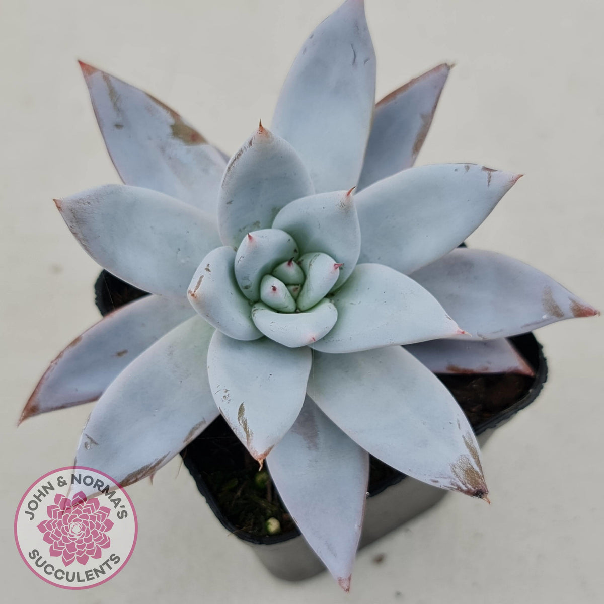 Echeveria 'Mexican Giant'