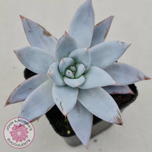 Load image into Gallery viewer, Echeveria &#39;Mexican Giant&#39; - John &amp; Norma&#39;s Succulents
