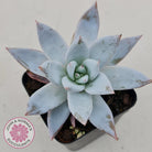 Echeveria 'Mexican Giant'