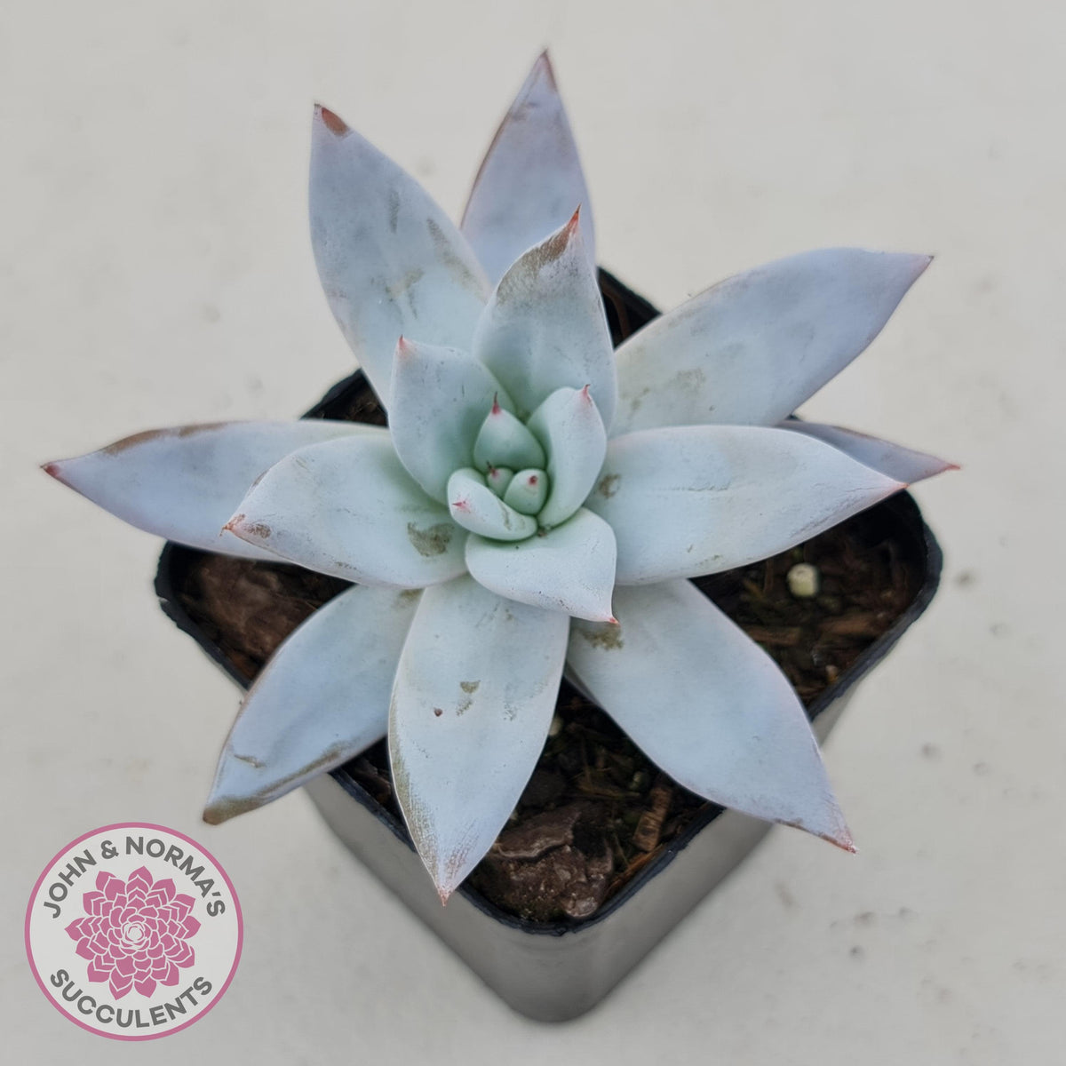 Echeveria 'Mexican Giant'