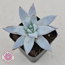 Load image into Gallery viewer, Echeveria &#39;Mexican Giant&#39; - John &amp; Norma&#39;s Succulents
