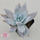 Echeveria 'Mexican Giant'