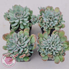 Graptoveria Accolade - Multi Heads