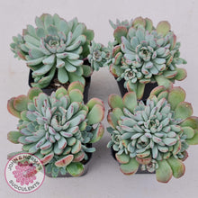 Load image into Gallery viewer, Graptoveria Accolade - Multi Heads - John &amp; Norma&#39;s Succulents
