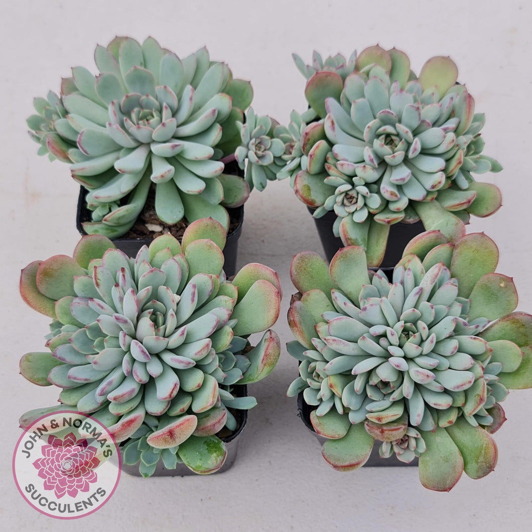 Graptoveria Accolade - Multi Heads - John & Norma's Succulents