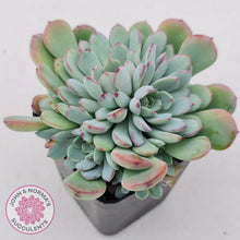 Load image into Gallery viewer, Graptoveria Accolade - Multi Heads - John &amp; Norma&#39;s Succulents
