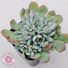 Graptoveria Accolade - Multi Heads