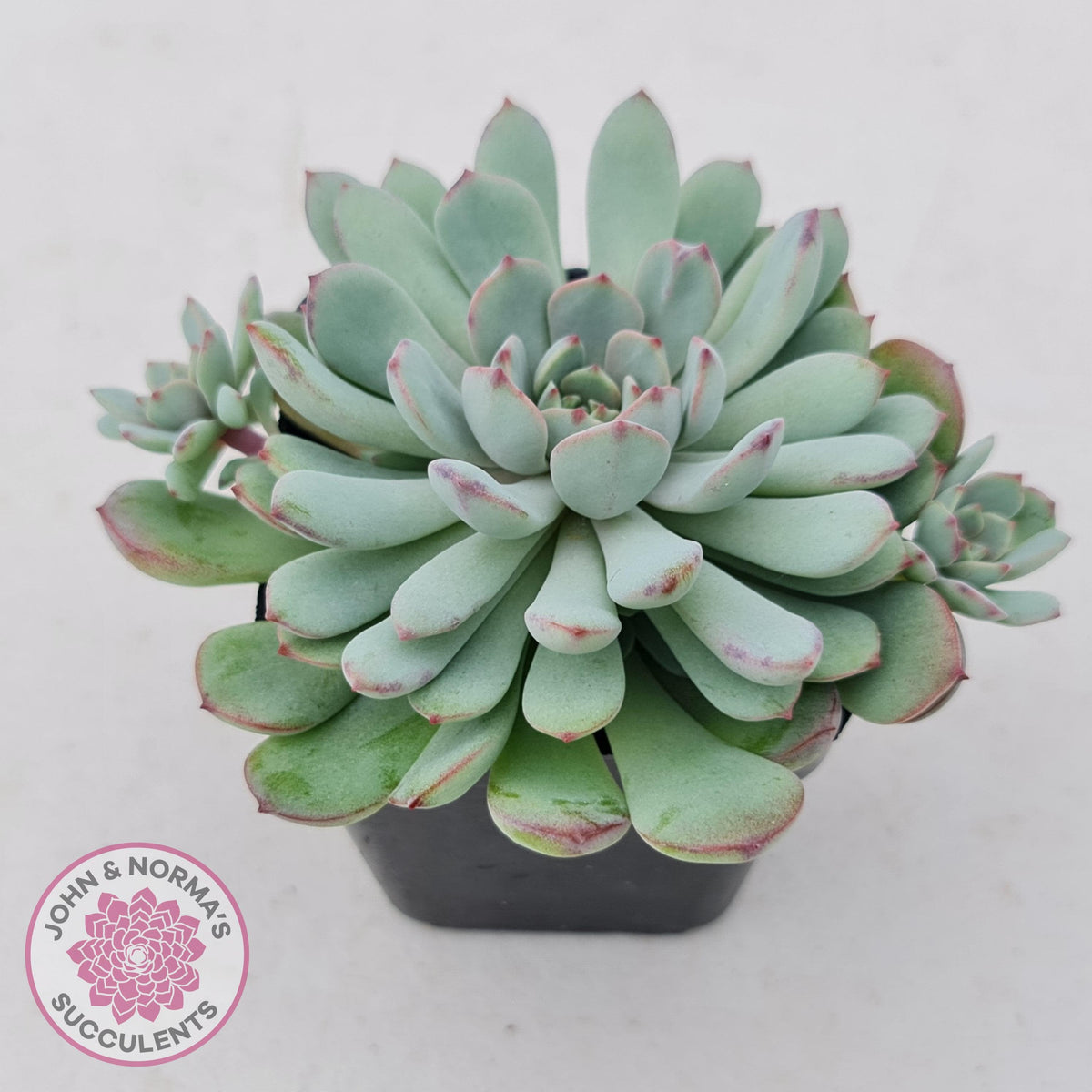Graptoveria Accolade - Multi Heads