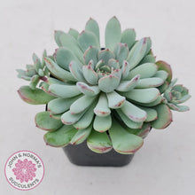 Load image into Gallery viewer, Graptoveria Accolade - Multi Heads - John &amp; Norma&#39;s Succulents
