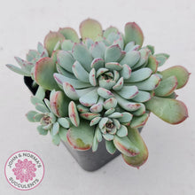 Load image into Gallery viewer, Graptoveria Accolade - Multi Heads - John &amp; Norma&#39;s Succulents
