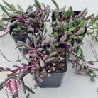 Othonna capensis 'Ruby necklace'