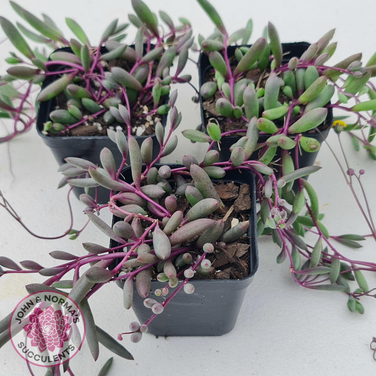 Othonna capensis 'Ruby necklace'