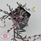Othonna capensis 'Ruby necklace'