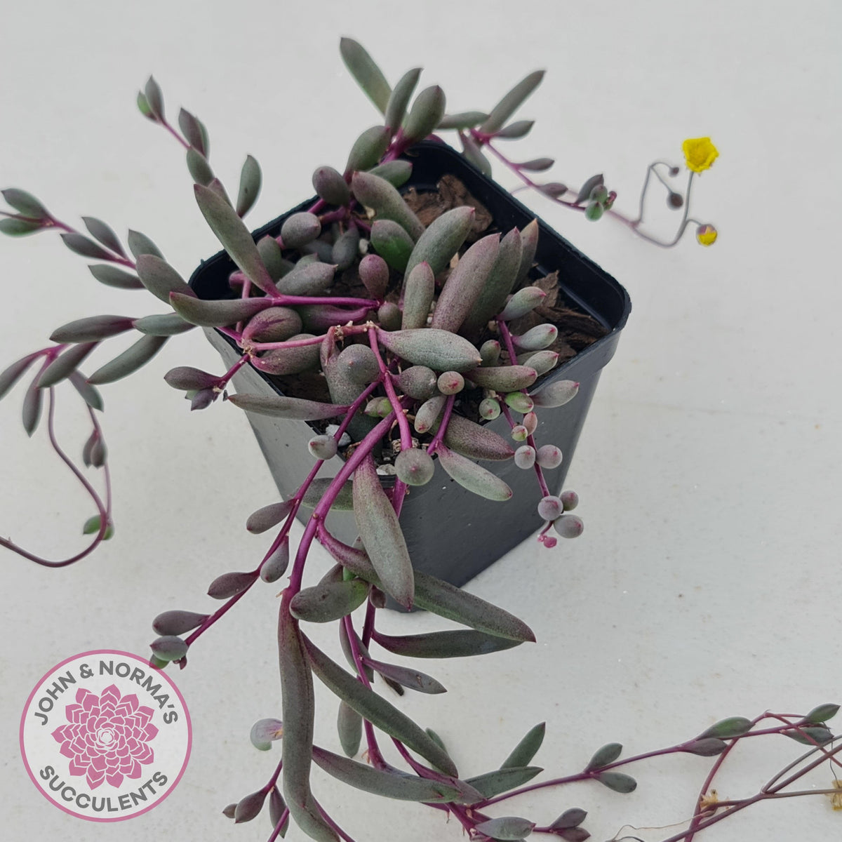 Othonna capensis 'Ruby necklace'