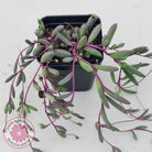 Othonna capensis 'Ruby necklace'