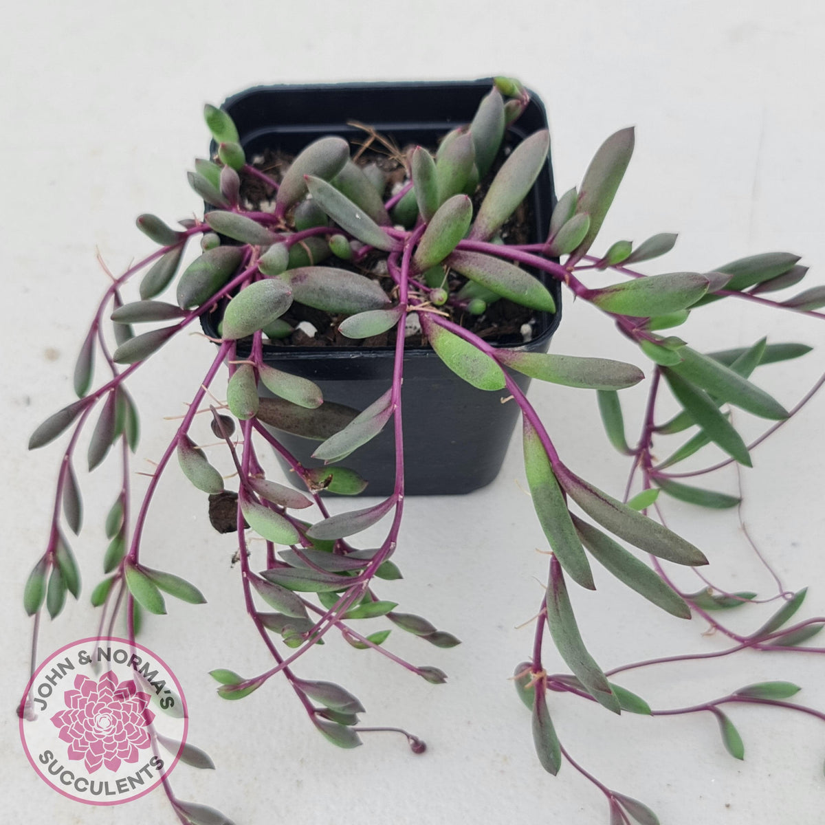 Othonna capensis 'Ruby necklace'