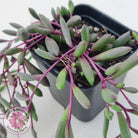 Othonna capensis 'Ruby necklace'