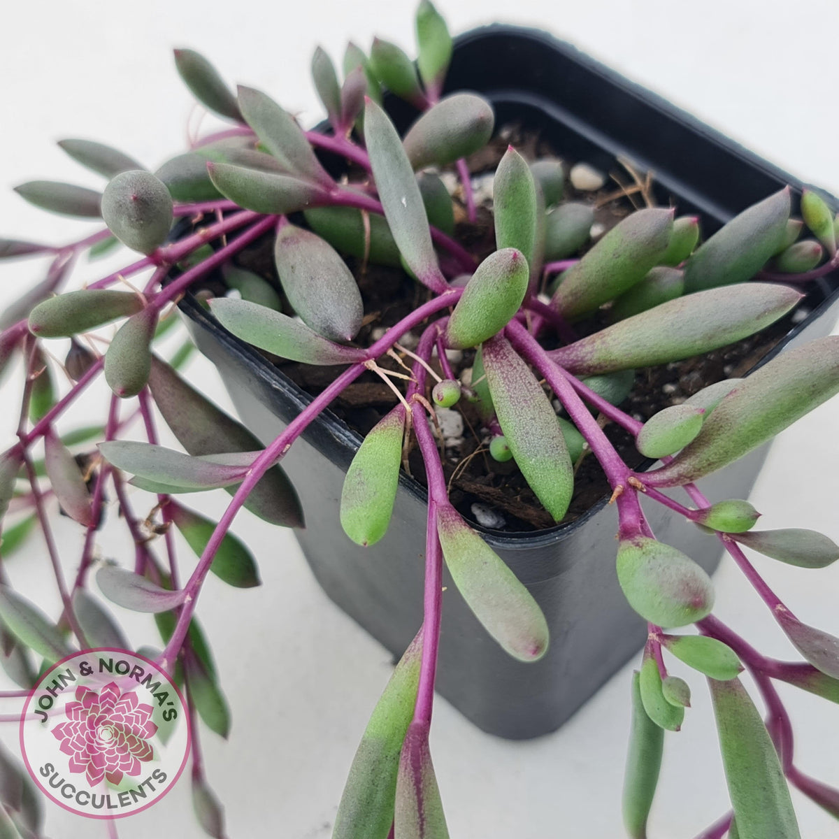 Othonna capensis 'Ruby necklace'