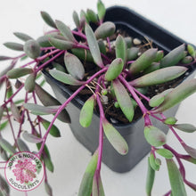 Load image into Gallery viewer, Othonna capensis &#39;Ruby necklace&#39; - John &amp; Norma&#39;s Succulents
