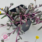 Othonna capensis 'Ruby necklace'