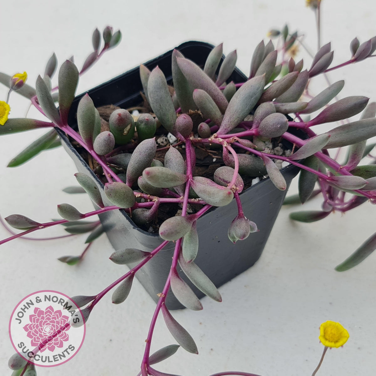 Othonna capensis 'Ruby necklace'