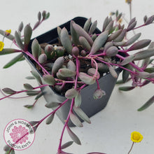 Load image into Gallery viewer, Othonna capensis &#39;Ruby necklace&#39; - John &amp; Norma&#39;s Succulents
