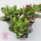 Crassula ovata 'Hummel's Sunset'