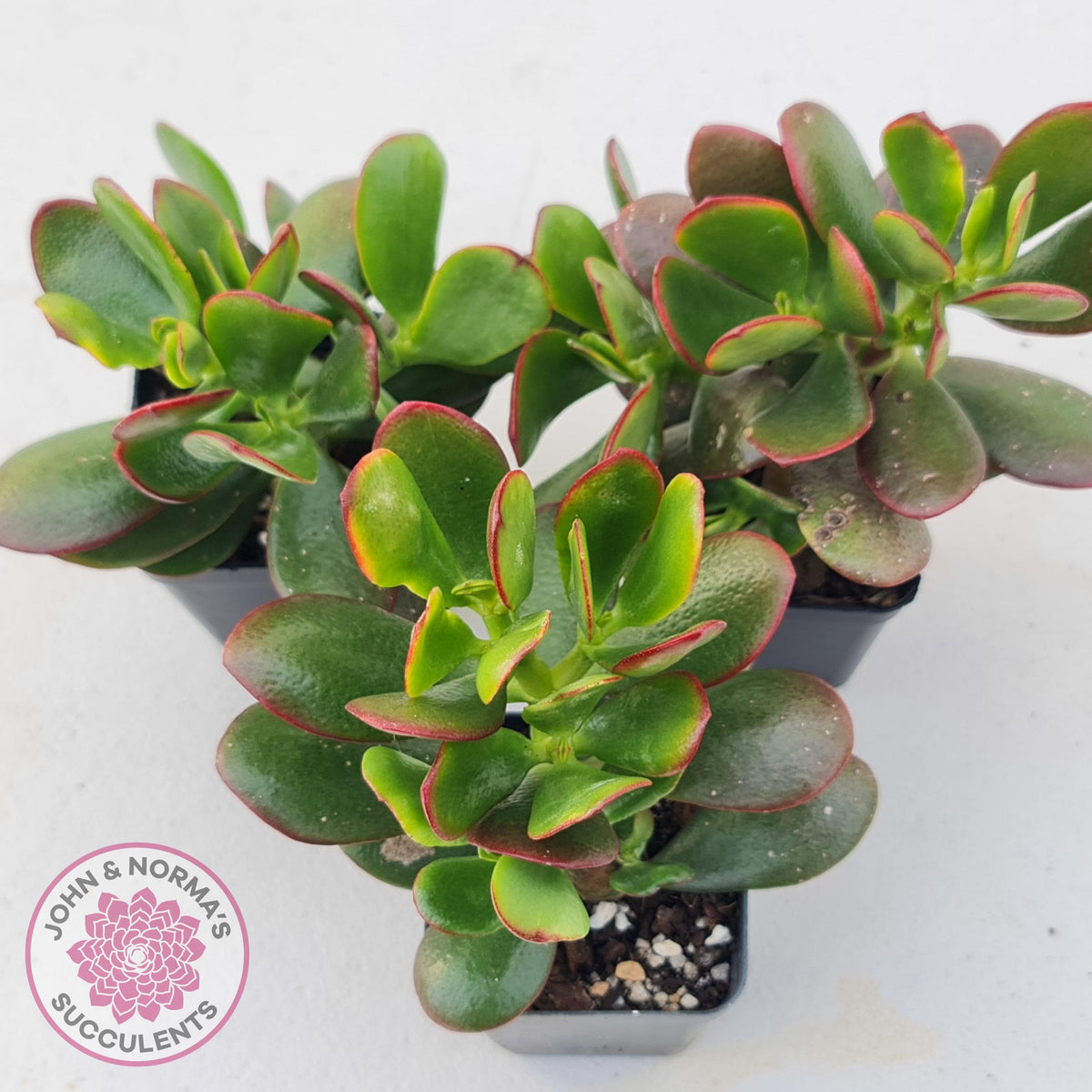 Crassula ovata 'Hummel's Sunset'
