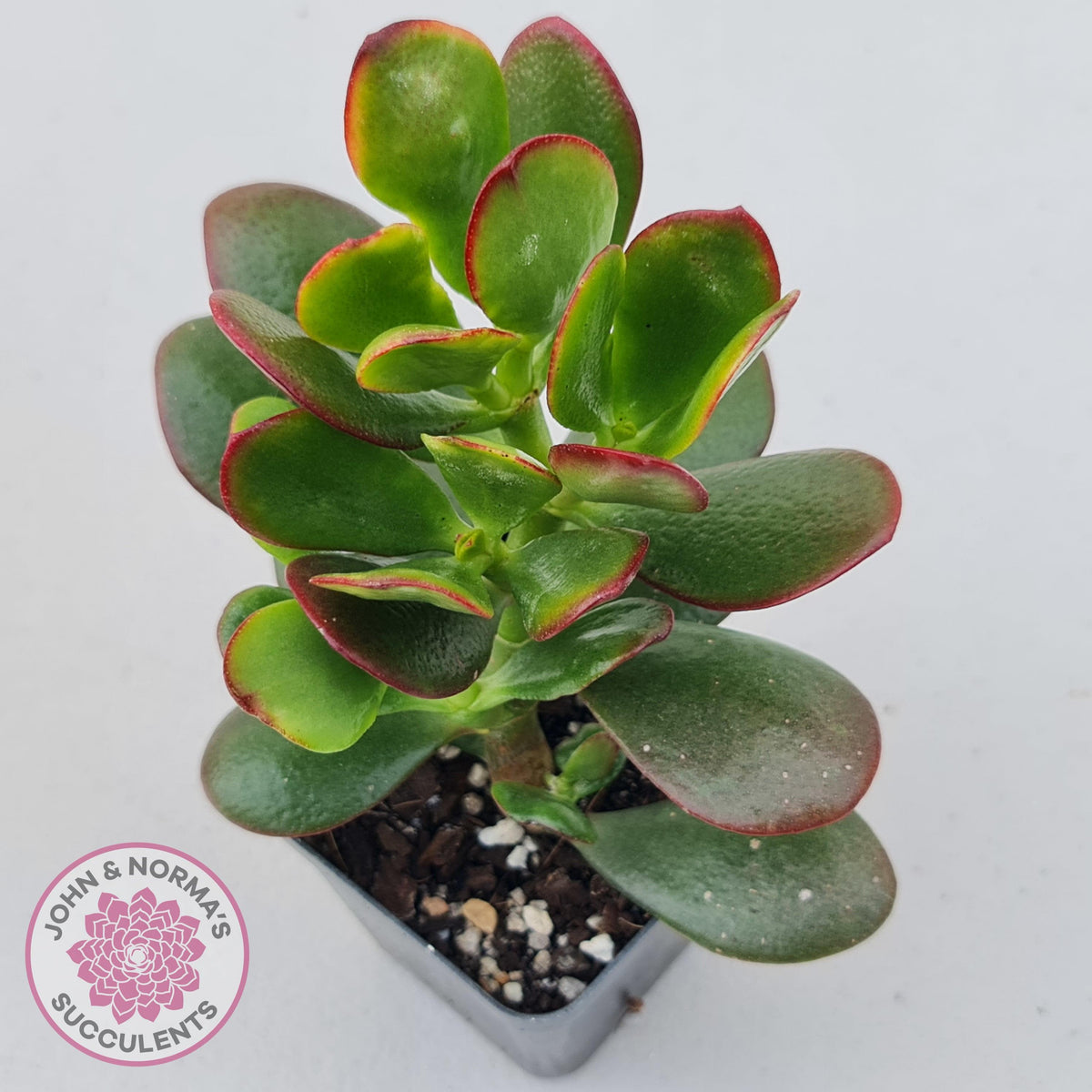 Crassula ovata 'Hummel's Sunset'