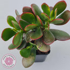 Crassula ovata 'Hummel's Sunset'