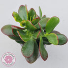 Crassula ovata 'Hummel's Sunset'