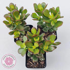 Crassula ovata 'Crosby's Compact'