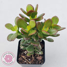 Crassula ovata 'Crosby's Compact'