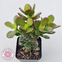 Load image into Gallery viewer, Crassula ovata Crosby&#39;s Compact - John &amp; Norma&#39;s Succulents
