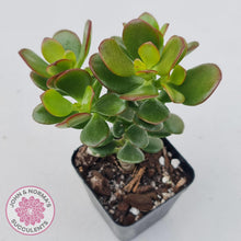 Load image into Gallery viewer, Crassula ovata Crosby&#39;s Compact - John &amp; Norma&#39;s Succulents
