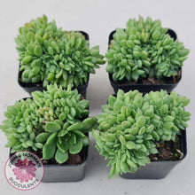 Load image into Gallery viewer, Echeveria Emerald Ripple Crest - John &amp; Norma&#39;s Succulents
