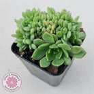 Echeveria Emerald Ripple Crest