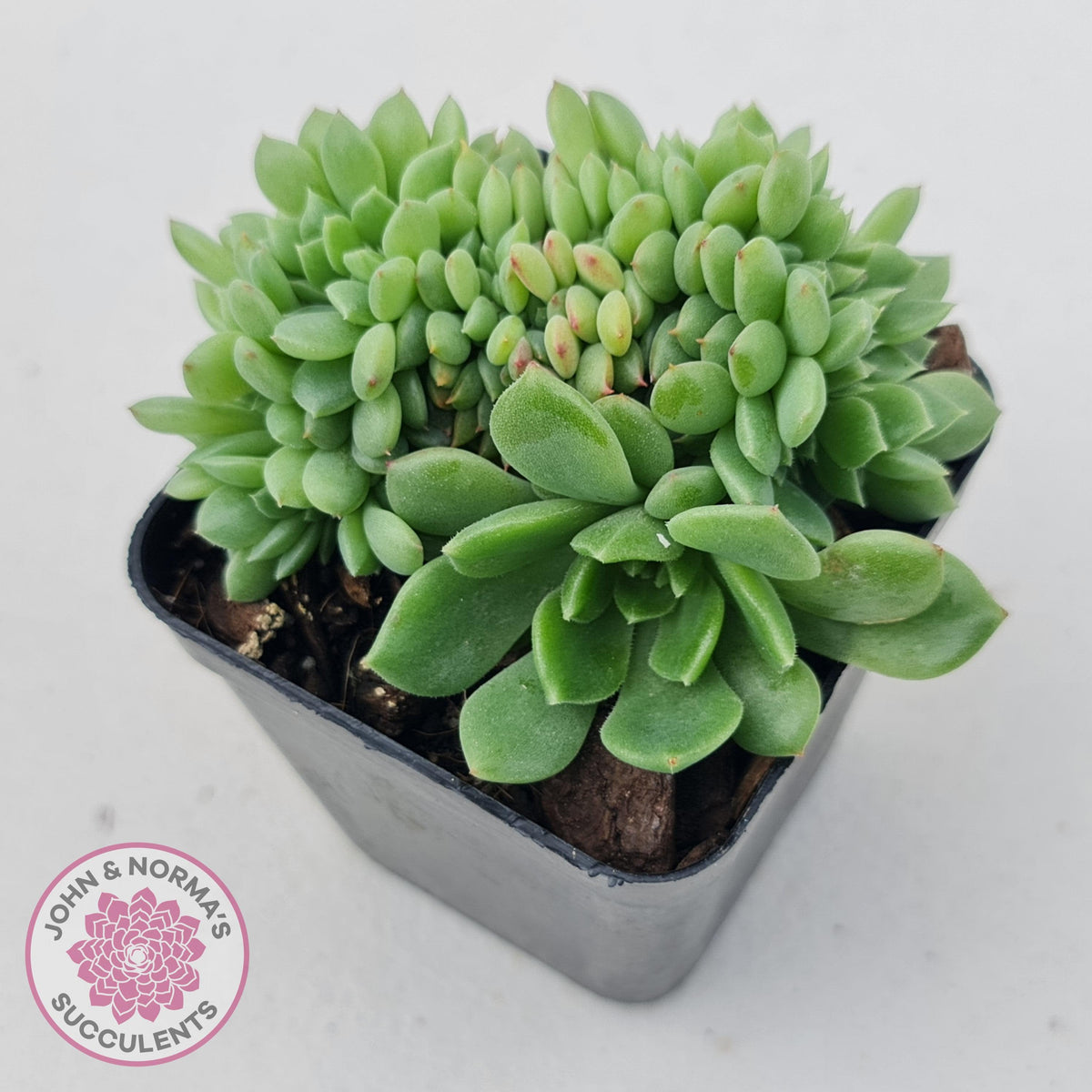 Echeveria Emerald Ripple Crest
