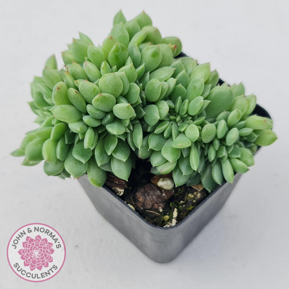 Echeveria Emerald Ripple Crest