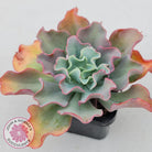 Echeveria Curly Locks