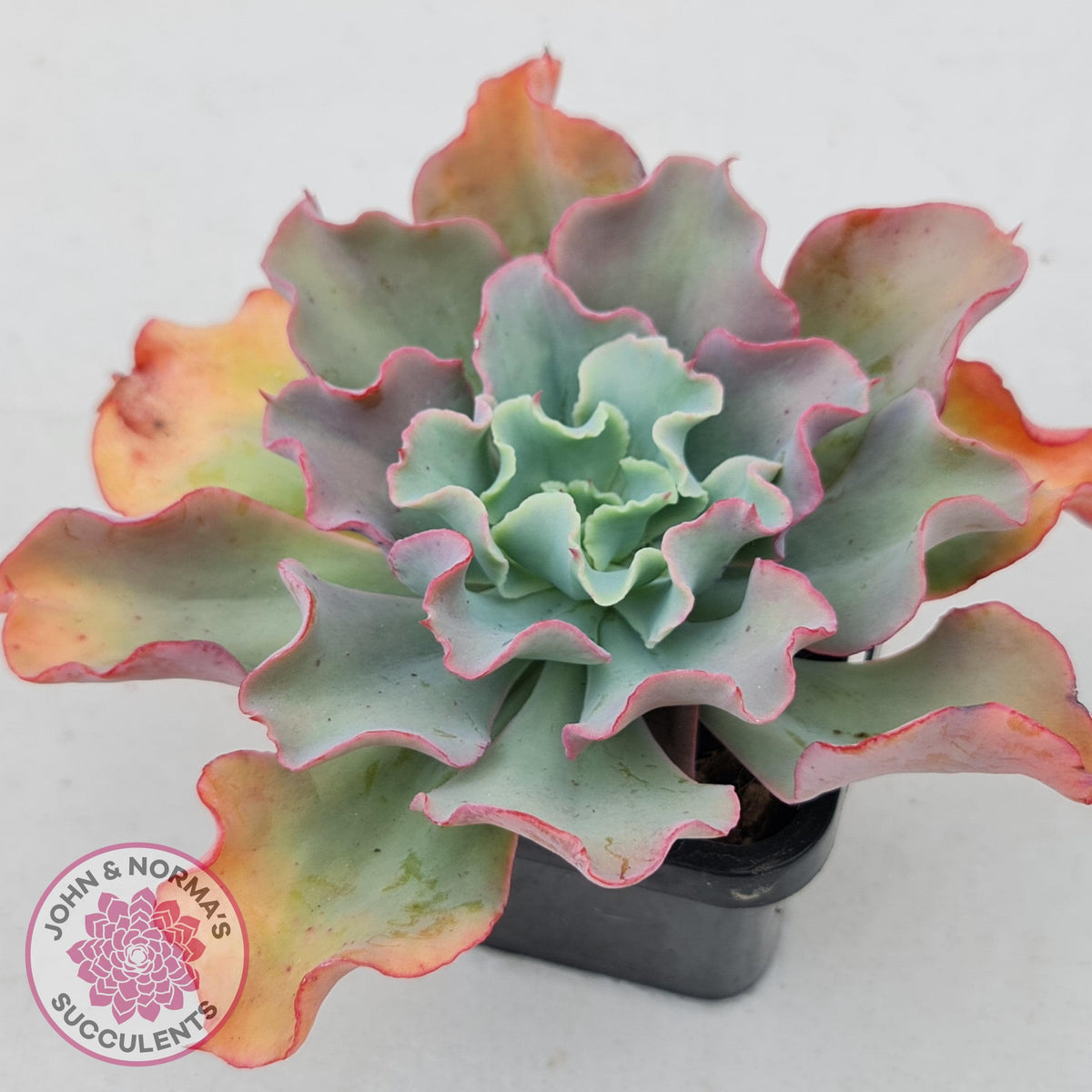 Echeveria Curly Locks