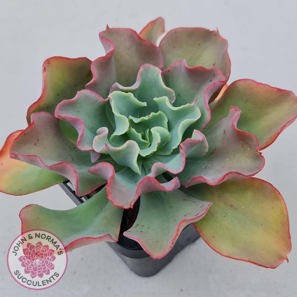 Echeveria Curly Locks