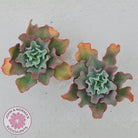 Echeveria Curly Locks