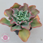 Echeveria Curly Locks